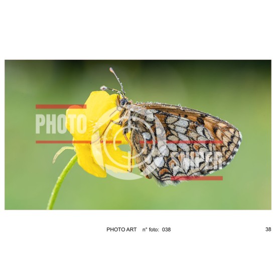 copy of copy of copy of copy of copy of PHOTO ART