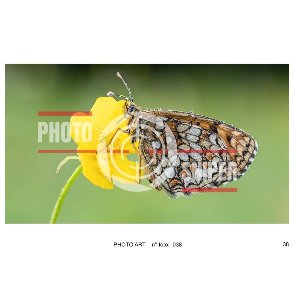 copy of copy of copy of copy of copy of PHOTO ART