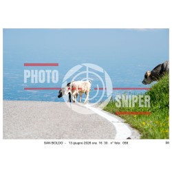 MONTE GRAPPA - 13 - 06 - 2026 ORA 16.00/17.00 N°059
